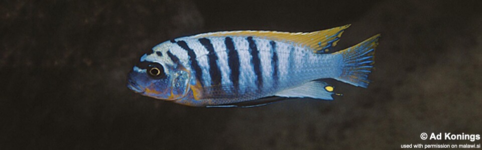 Maylandia fainzilberi 'Lipingo Rock' (Mbahwa Is.)<br><font color=gray>Metriaclima fainzilberi 'Lipingo Rock' (Mbahwa Is.)</font>