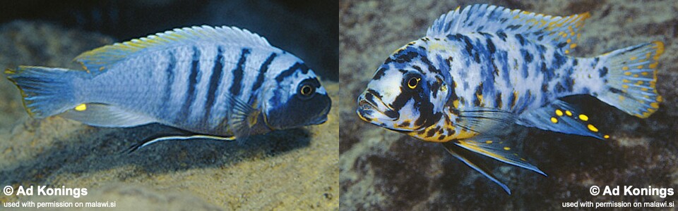 Maylandia fainzilberi 'Lupingu'<br><font color=gray>Metriaclima fainzilberi 'Lupingu'</font> 