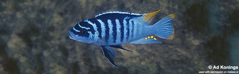 Maylandia fainzilberi 'Luwino Reef'<br><font color=gray>Metriaclima fainzilberi 'Luwino Reef'<br>Metriaclima sp. 'zebra chilumba' Luwino Reef</font>