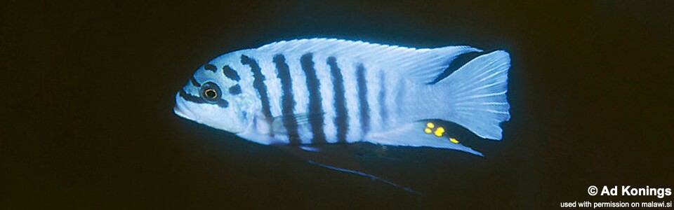 Maylandia fainzilberi 'Maison Reef'<br><font color=gray>Metriaclima fainzilberi 'Maison Reef'<br>Metriaclima sp. 'zebra chilumba' Maison Reef</font>