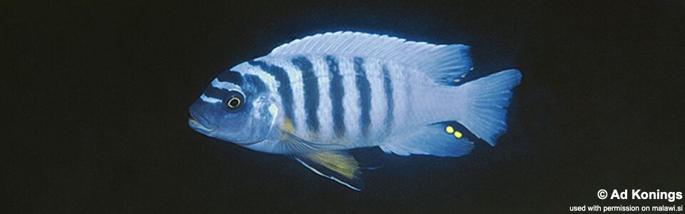 Maylandia fainzilberi 'Mbamba Bay'<br><font color=gray>Metriaclima fainzilberi 'Mbamba Bay'</font> 