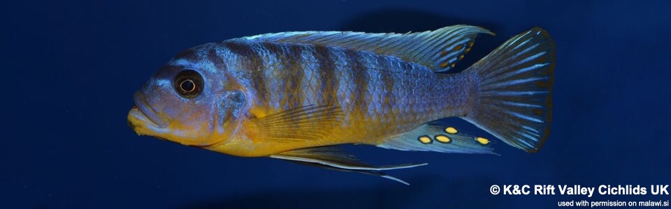 Maylandia fainzilberi 'Msisi (Nsisi)'<br><font color=gray>Metriaclima fainzilberi 'Msisi (Nsisi)'</font> 