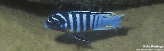 Maylandia fainzilberi 'Chitimba Bay'.jpg