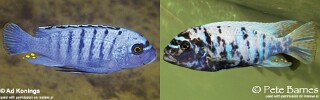 Maylandia fainzilberi 'Hai Reef'.jpg