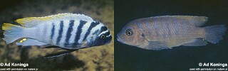 Maylandia fainzilberi 'Higga Reef'.jpg