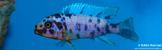 Maylandia fainzilberi 'Iwela'.jpg