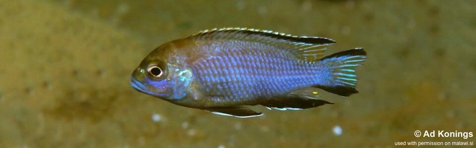 Maylandia gallireyae 'Gallireya Reef'<br><font color=gray>Metriaclima gallireyae 'Gallireya Reef'<br>Metriaclima sp. 'lanisticola north' Gallireya Reef</font>