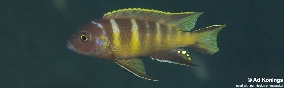 Maylandia melissa 'Katale Island'<br><font color=gray>Metriaclima melissa 'Katale Island'<br>Metriaclima sp. 'elongatus chailosi' Katale Island</font>