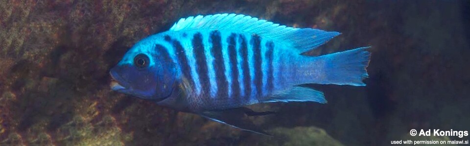 Maylandia midomo 'Lundo Island'<br><font color=gray>Metriaclima midomo 'Lundo Island'</font> 