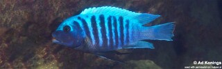 Maylandia midomo