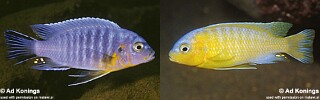 Maylandia mossambica