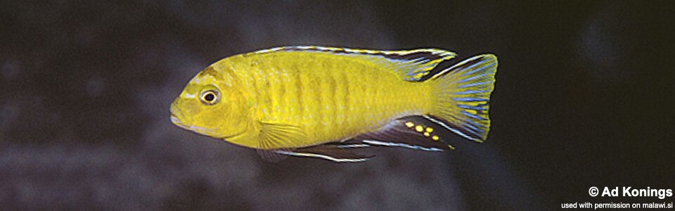 Maylandia nigrodorsalis 'Nkhungu Point'<br><font color=gray>Metriaclima nigrodorsalis 'Nkhungu Point'<br>Maylandia sp. 'black dorsal nkhungu' Nkhungu Point</font>