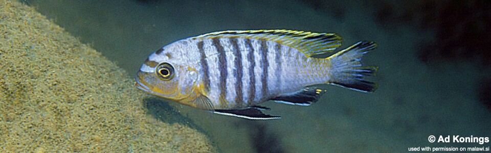Maylandia nigrodorsalis 'Thundu'<br><font color=gray>Metriaclima nigrodorsalis 'Thundu'<br>Maylandia sp. 'black dorsal thundu' Thundu</font>