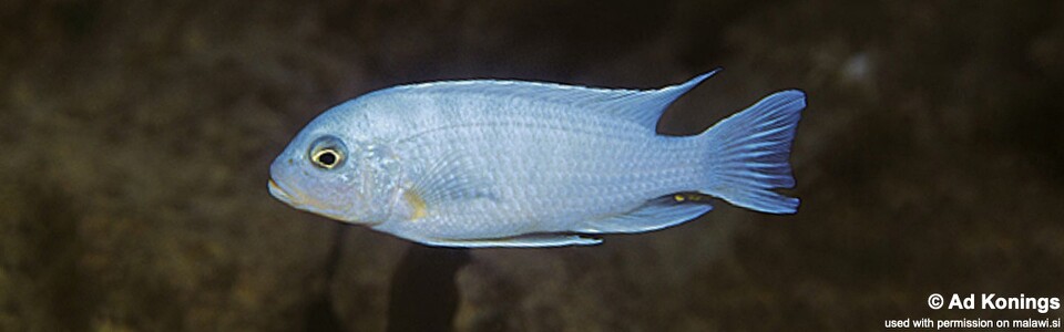 Maylandia nkhunguensis 'Nkhungu Reef'<br><font color=gray>Metriaclima  nkhunguense 'Nkhungu Reef'</font> 