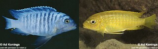 Maylandia phaeos