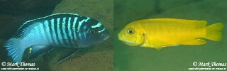 Maylandia phaeos 'Undu Reef'.jpg