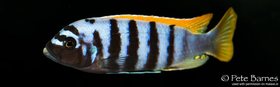 Maylandia pyrsonotos 'Mkondiwa (Nakantenga; Kambiri) Reef'<br><font color=gray>Metriaclima pyrsonotos 'Mkondiwa (Nakantenga; Kambiri) Reef'</font>