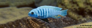 Maylandia sciasma 'Kirondo'.jpg