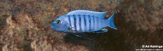 Maylandia sciasma 'Magunga'.jpg