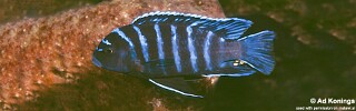 Maylandia sp. 'aggressive bars' Ndumbi Rocks.jpg