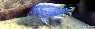 Maylandia sp. 'aurora bevous' Mkanila Bay.jpg