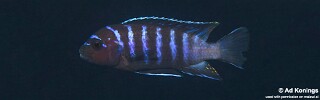 Maylandia sp. 'cave manda' Pombo Rocks.jpg