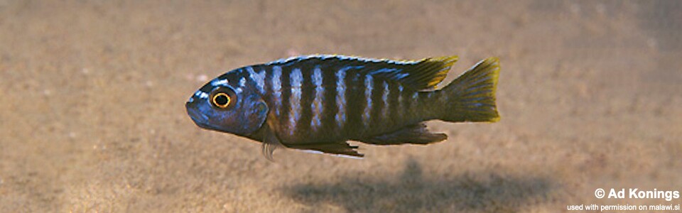 Maylandia sp. 'dumpy chitimba' Chitimba Bay<br><font color=gray>Metriaclima sp. 'dumpy chitimba' Chitimba Bay</font> 