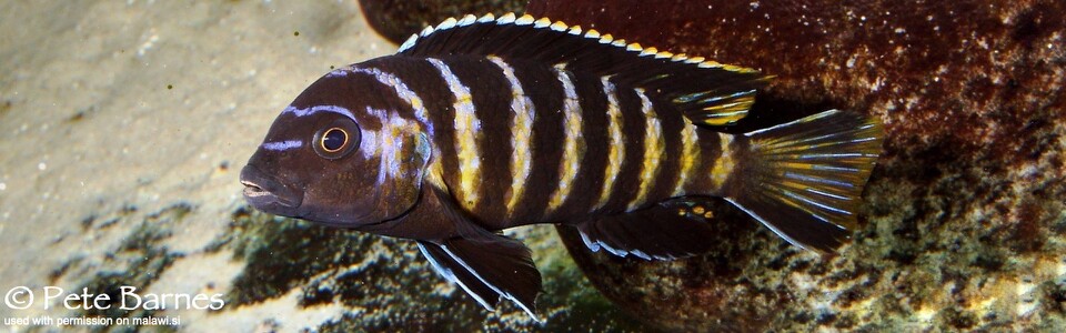 Maylandia sp. 'elongatus goldbar' (unknown locality)<br><font color=gray>Metriaclima sp. 'elongatus goldbar' (unknown locality)</font>