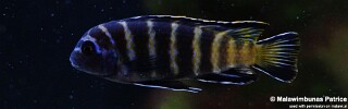 Maylandia sp. 'elongatus goldbar' Chizumulu Island.jpg