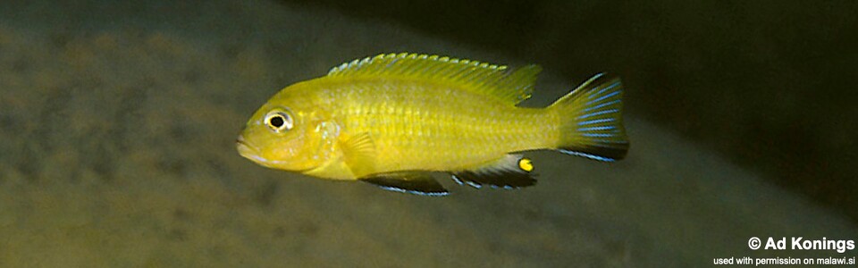 Maylandia sp. 'lime' Membe Point<br><font color=gray>Metriaclima sp. 'lime' Membe Point</font> 