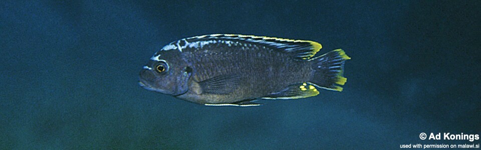 Maylandia sp. 'msobo' Pombo Rocks<br><font color=gray>Metriaclima  sp. 'msobo' Pombo Rocks</font> 