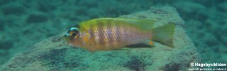 Maylandia sp. 'patricki' Fuawe Island.jpg