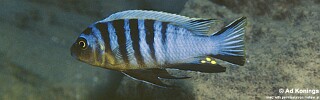 Maylandia sp. 'zebra mbowe'