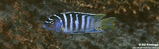 Maylandia sp. 'zebra yellow tail' Magunga.jpg