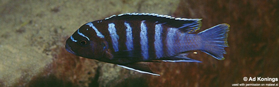 Maylandia sp. 'black dorsal mbenji' Mbenji Island <br><font color=gray>Metriaclima sp. 'black dorsal mbenji' Mbenji Island </font> 
