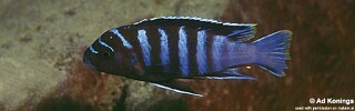Maylandia sp. &#39;black dorsal mbenji&#39; Mbenji Island Metriaclima sp. &#39;black dorsal mbenji&#39; Mbenji Island