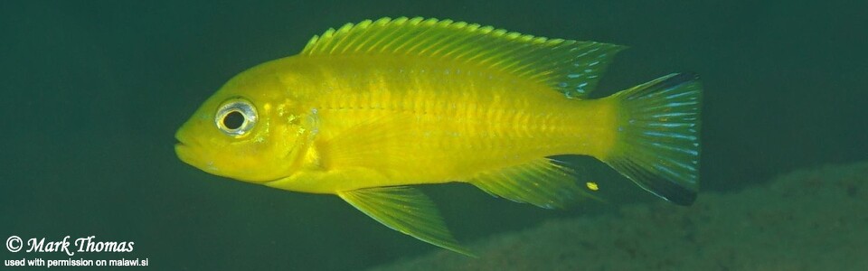 Maylandia sp. 'daktari' Hai (Chimate) Reef - Metriaclima sp. 'daktari' Hai (Chimate) Reef