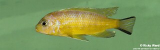 Maylandia sp. 'daktari' Ngombe.jpg