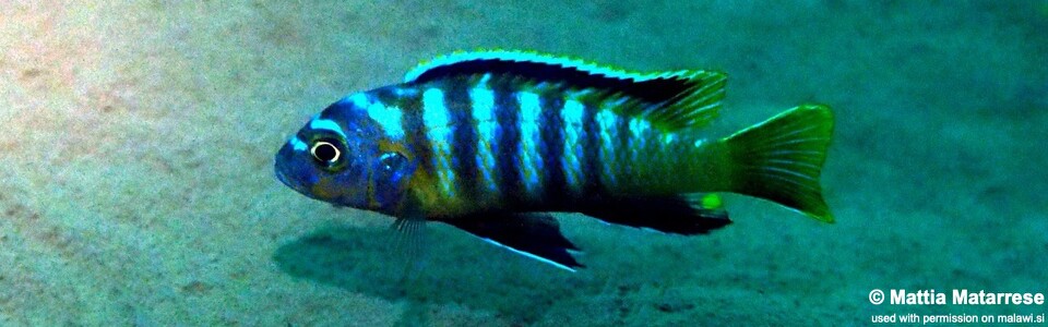 Maylandia sp. 'dumpy' Nakantenga Island<br><font color=gray>Metriaclima sp. 'dumpy' Nakantenga Island</font> 