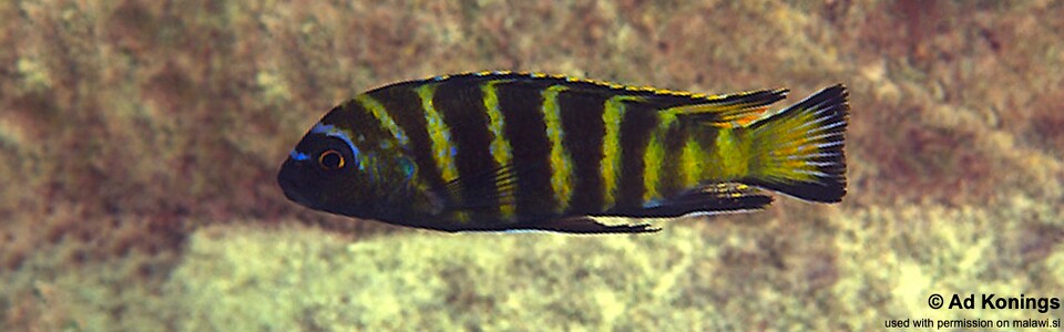 Maylandia sp. 'elongatus goldbar' Same Bay, Chizumulu Island - Metriaclima sp. 'elongatus goldbar' Same Bay, Chizumulu Island