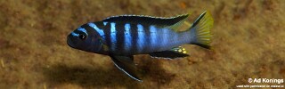 Maylandia sp. 'elongatus ngkuyo' Higga Reef.jpg