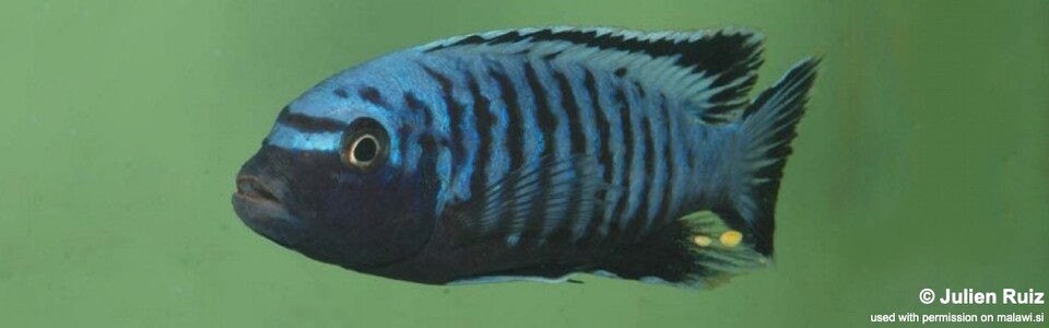 Maylandia sp. 'msobo heteropictus' Higga Reef<br><font color=gray>Metriaclima sp. 'msobo heteropictus' Higga Reef</font> 