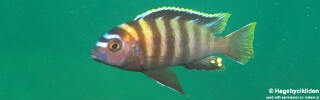 Maylandia sp. 'patricki' Jalo Reef.jpg