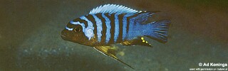 Maylandia sp. 'zebra long pelvic' Mdoka.jpg