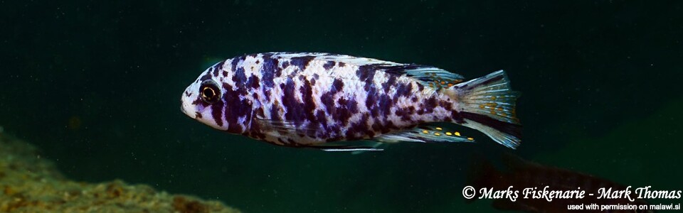 Maylandia cf. tarakiki 'Otter Island'<br><font color=gray>Metriaclima cf. tarakiki 'Otter Island'</font> 