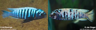 Maylandia tarakiki