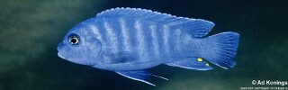 Maylandia xanstomachus 'Chidunga Rocks'.jpg
