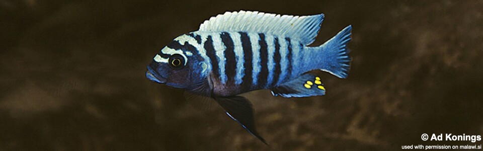 Maylandia zebra 'Chilucha Reef'<br><font color=gray>Metriaclima zebra 'Chilucha Reef'</font>