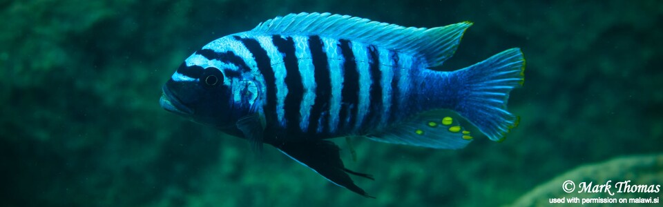 Maylandia zebra 'Chindozwa Point'<br><font color=gray>Metriaclima zebra 'Chindozwa Point'</font>