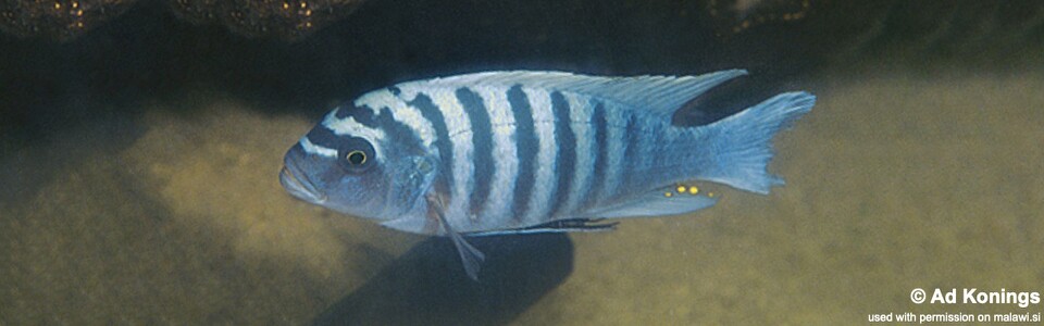 Maylandia zebra 'Crocodile Rock'<br><font color=gray>Metriaclima zebra 'Crocodile Rock'</font>